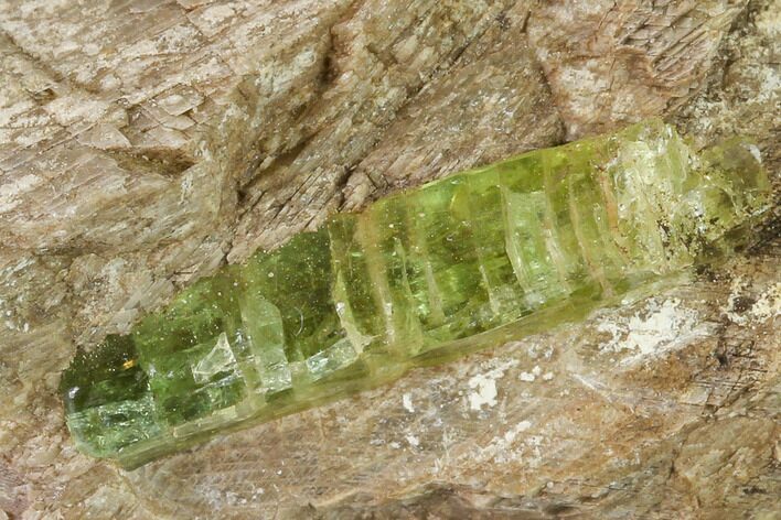 Yellow-Green Fluorapatite Crystals in Calcite - Ontario, Canada #137112